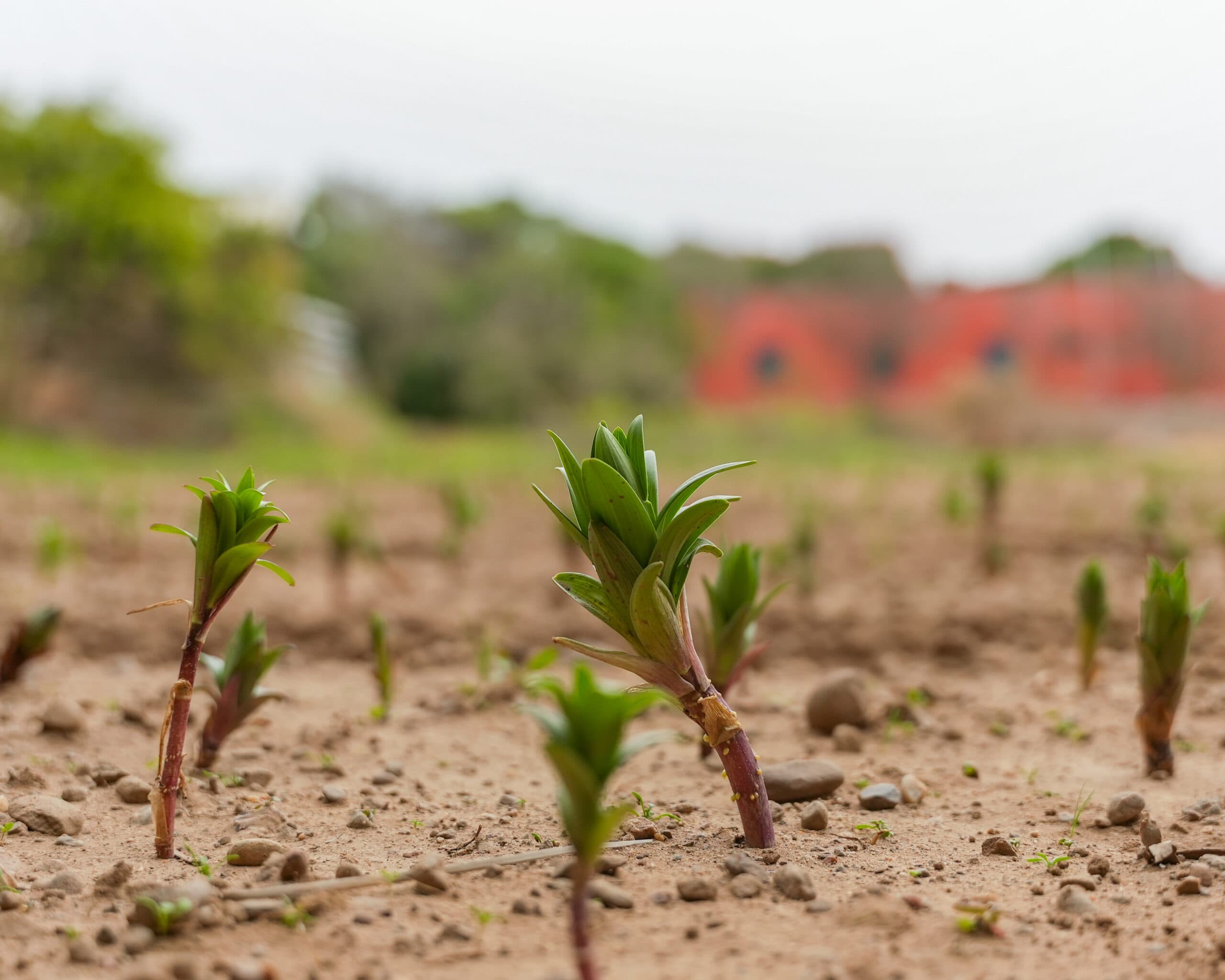 Farm to table learning